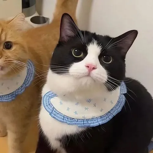 Avatar đôi mèo thể hiện tình cảm nhẹ nhàng mà không cần nói