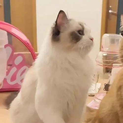 Hình đại diện cặp mèo ngáo ngơ với vibe hài hước khó giải thích