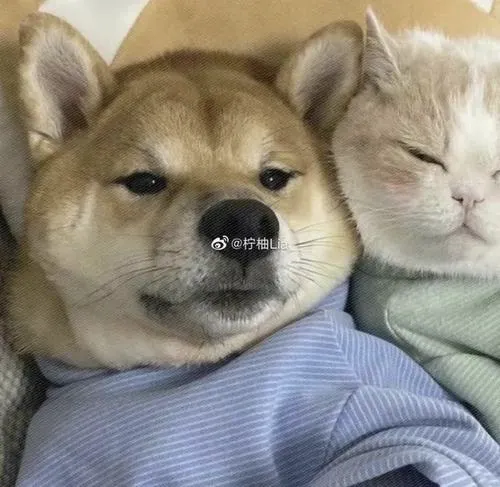 Cặp mèo mướp nằm chồng lên nhau tạo cảm giác lầy lội tự nhiên