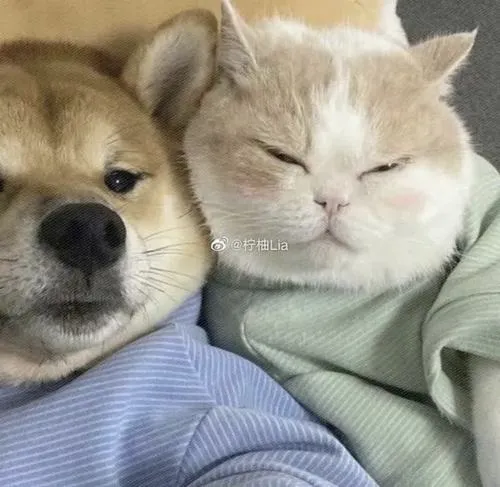 Hai mèo Ba Tư tạo dáng nghiêm túc nhưng toát chất nhây