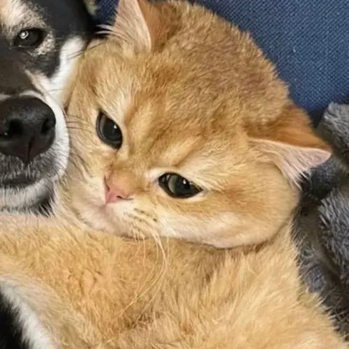 Hai mèo ta quấn quýt nhưng gương mặt cực kỳ tỉnh bơ