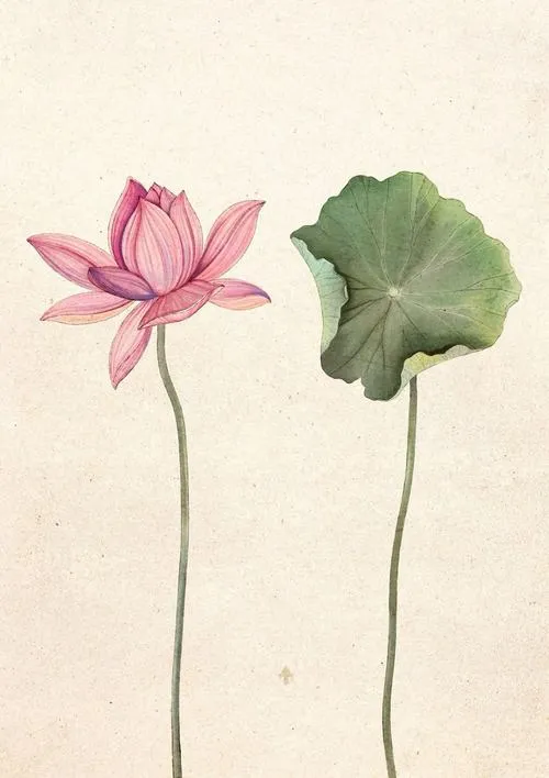 Cánh sen là phần của hoa sen nổi rõ dưới ánh sáng