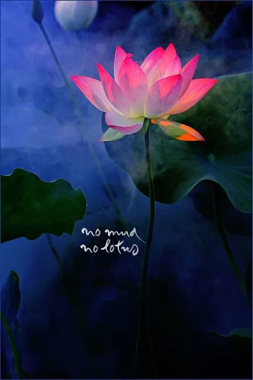 Bộ cánh sen mở rộng hoa sen nở dưới ánh sáng tỏa nhẹ trang nghiêm