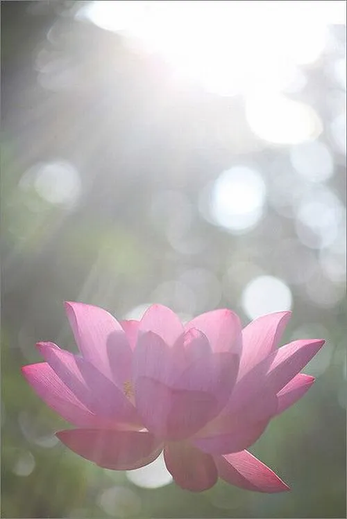 Ảnh hoa sen phật giáo và cái chất trang nghiêm khiến mọi màu sắc khác phải nhường