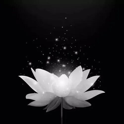 Nụ sen gợi lời tiễn biệt trong nền tông xám trầm mặc