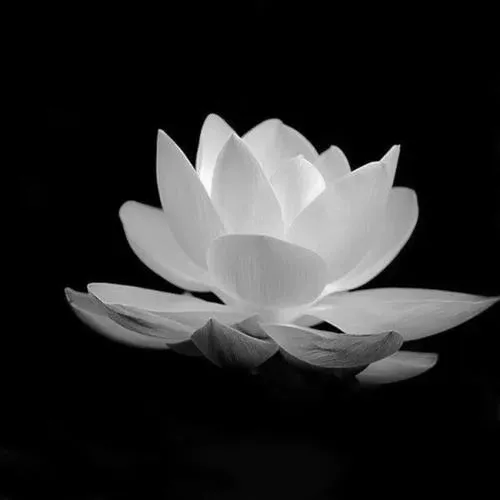 Ảnh hoa sen đen trắng và cảm giác tĩnh lặng tuyệt đối trong khoảnh khắc mất mát