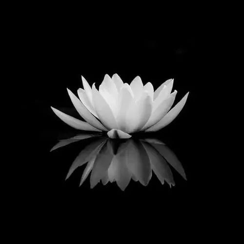 Hoa sen gắn với tang lễ trong khung hình đen trắng lặng yên