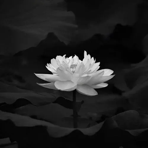 Khung cảnh hoa sen trong tông đen trắng gợi trang nghiêm lặng yên