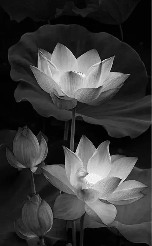 Giọt nước trên cánh phản chiếu tông xám trầm mặc