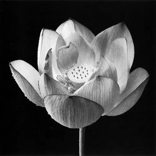 Nỗi buồn lặng chạm cánh sen rũ xuống trầm mặc