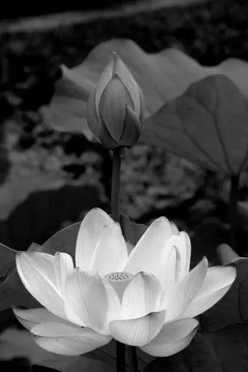 Vệt sương giữ tiếng lòng tĩnh tại quanh hoa sen