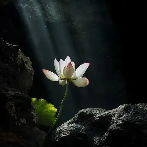 Ánh nến trắng soi cánh sen tạo viền sáng tĩnh