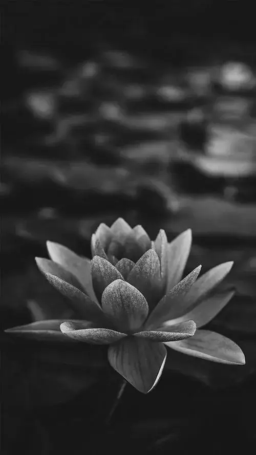 Mẫu ảnh sen tang lễ phù hợp bài đăng chia buồn