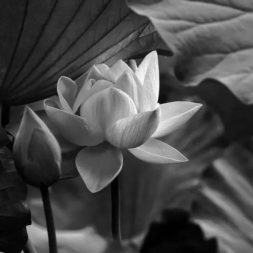 Khoảnh khắc mặc niệm bên bàn thờ gia tiên trang nghiêm