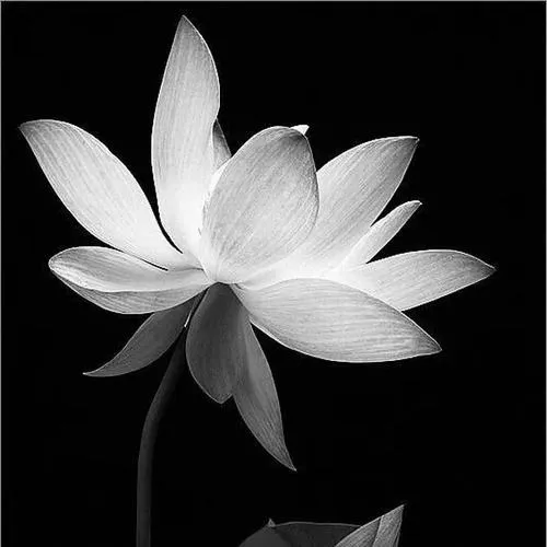 Thông điệp vô thường ẩn trong mặt nước tĩnh lặng