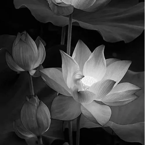 Bố cục đen trắng làm tiếng lòng tĩnh tại vang nhẹ