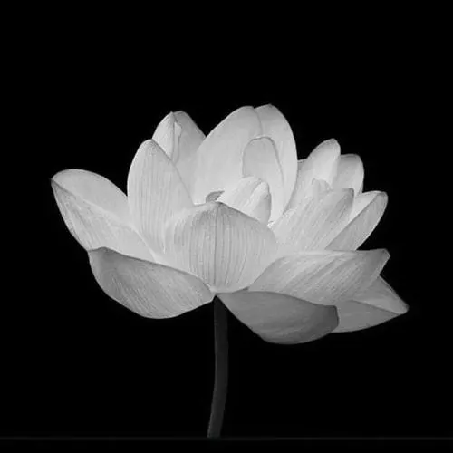 Cánh sen rũ gợi thương nhớ dưới ánh sáng viền mờ nhẹ