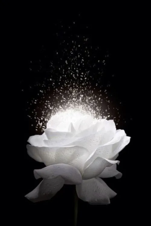 Khung hình ảnh hoa sen đơn sắc theo tinh thần tối giản