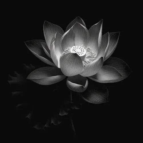 Ý tưởng hoa sen đen trắng cho nền tưởng niệm trang nghiêm