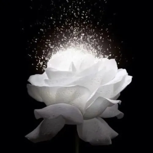 Bộ sưu tập ảnh sen trắng đen cho khoảnh khắc mặc niệm