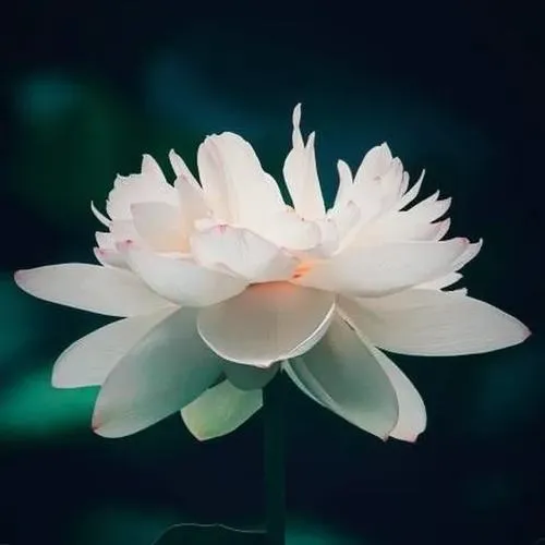 Phong cách ảnh hoa sen tông xám giữ nét trầm mặc dịu