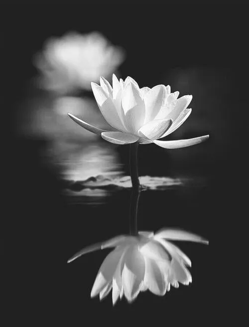 Lá sen nổi trên mặt nước tạo cảm giác tĩnh lặng