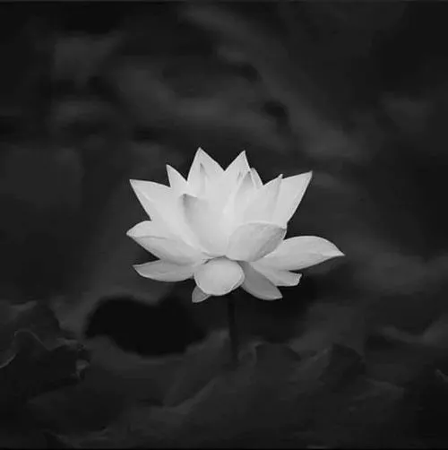 Góc chụp cánh sen rũ nhẹ tạo nỗi buồn lặng trầm mặc