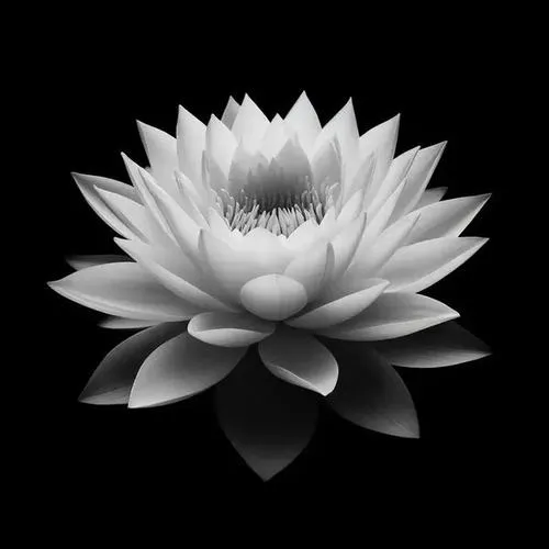 Di ảnh đi kèm hoa sen như lời tri ân tĩnh tại