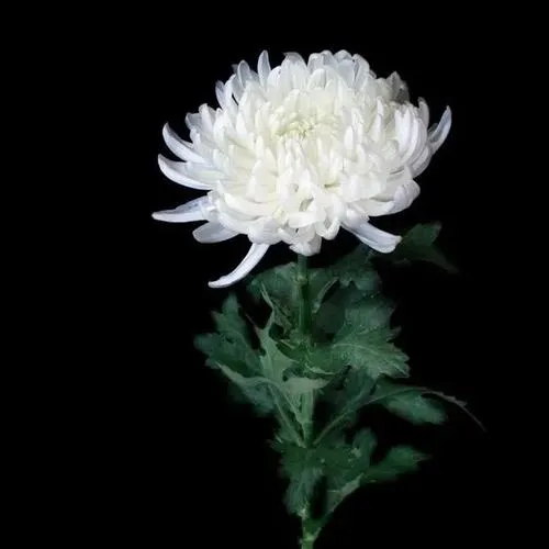 Bố cục tối giản giữ khoảng trống nền cho tâm linh sâu