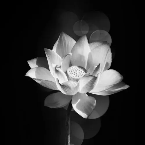 Cận cảnh nụ sen khép mình như lời tiễn đưa tĩnh tại