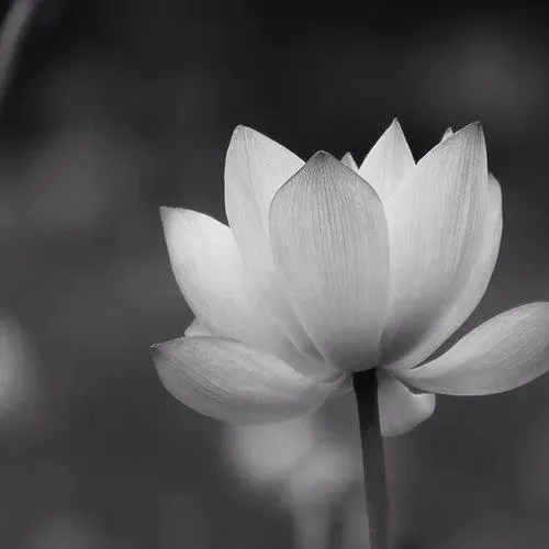 Bàn thờ dùng ảnh sen thay lời cầu nguyện đầy tâm linh