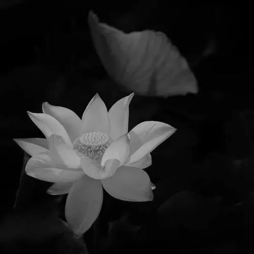 Ánh sáng mềm rơi lên nụ sen gợi phút mặc niệm