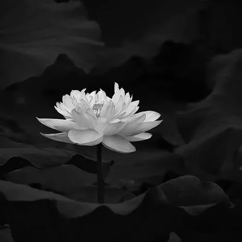 Chi tiết đài sen hiện rõ dưới ánh sáng dịu đơn sắc