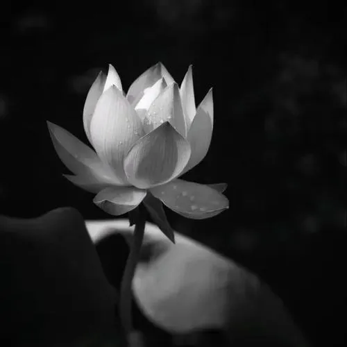 Di ảnh đặt cạnh hoa sen như lời tri ân lặng yên