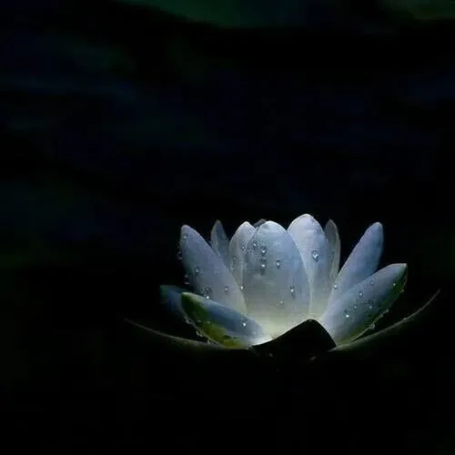 Khi cần một lời tiễn biệt tử tế, ảnh hoa sen đen trắng nói thay tất cả