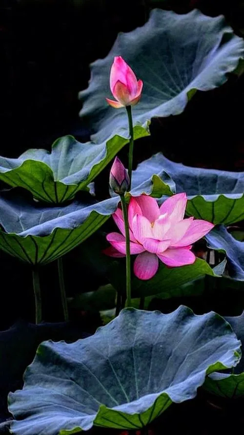 Hoa mẫu đơn gợi sang trọng bên bông sen nở thanh khiết