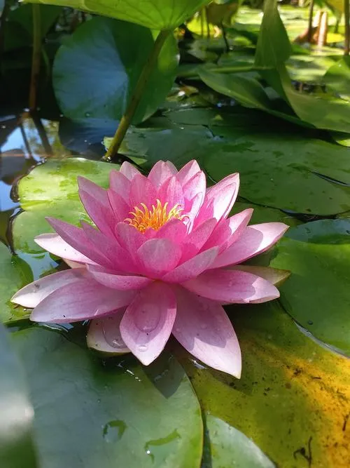 Hoa súng lẫn gợn nước làm nổi gương sen ở trung tâm