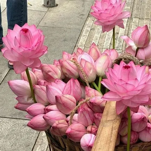 Cận cảnh đài sen giữ cấu trúc bông với cánh hoa mỏng nhẹ