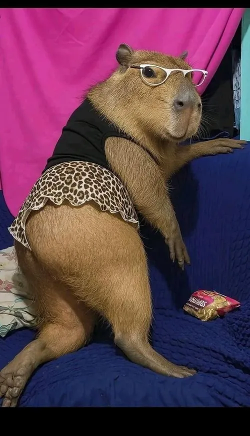 Hình nền chuột lang nước ghi lại chú capybara thật đứng thẳng trên đệm xanh trước phông hồng tím, chiếc quần ren ôm hông làm cả tấm hình trông lầy lội mà rất ngầu