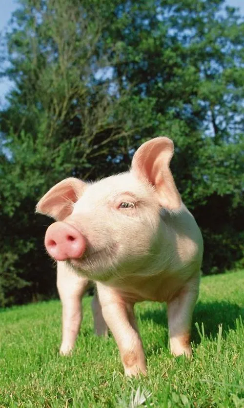 Hình nền dọc chú heo hồng đội vòng hoa, nằm nghiêng trên nền mây trắng Ultra HD với vẻ an nhiên, hợp người tuổi Hợi thích cảm giác bình yên và tài lộc nhẹ nhàng