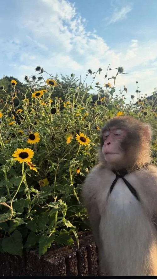 Wallpaper tuổi Thân khỉ vàng đứng giữa nền trăng sáng, gậy như ý đặt sau lưng và tà áo đỏ buông dài, ảnh 4K hợp người tuổi Thân cần thêm vận khí tốt