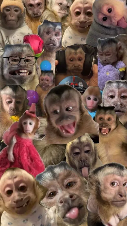 Ảnh bìa khỉ cưỡi ngựa quay đầu giữa nền trời vàng nhạt, áo choàng bay nhẹ và tư thế chắc khỏe, wallpaper linh vật Thân mang cảm giác thăng tiến và thịnh vượng