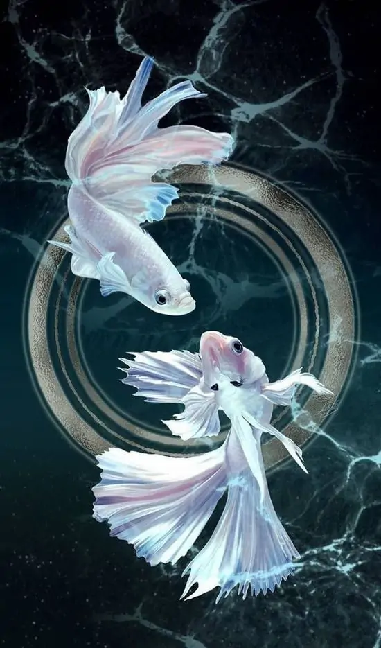 Bức tường phòng thu sơn ombre xanh tím, ở giữa treo đĩa vinyl vẽ hai con cá xoáy tròn nên ảnh bìa kiểu này vừa nghệ vừa đủ nổi để nhìn lâu