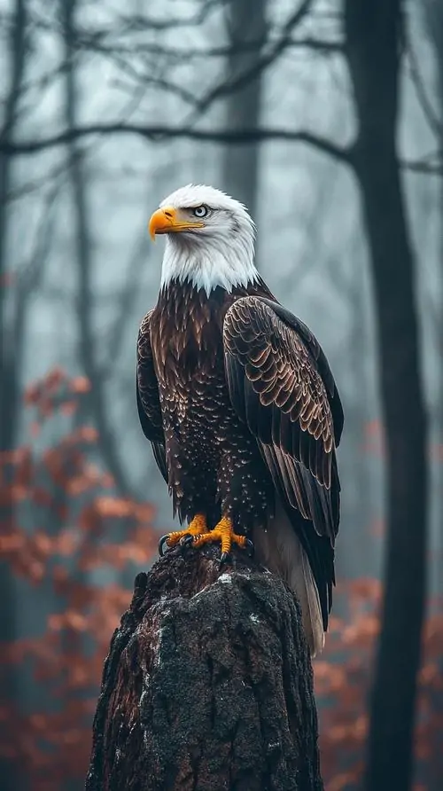 Ảnh nền đại bàng biển sà ngang mặt nước lúc chiều muộn, bóng cánh kéo dài trên sóng bạc và móng vừa chạm nước tạo nên hình ảnh đại bàng độ phân giải cao rất sống