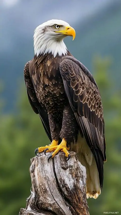 Hình nền điện thoại đại bàng non đứng giữa bãi sỏi ven sông, lông tơ còn xù và bước chân hơi vụng tạo điểm mềm hiếm thấy trong ảnh nền đại bàng nghệ thuật mà không bị yếu