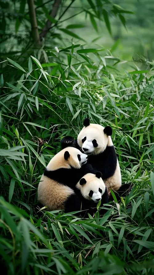 Ảnh wallpaper hai gấu trúc ôm nhau giữa bụi trúc xanh đẫm sương, thân hình tròn áp sát và góc chụp gần làm hình nền gấu trúc mang cảm giác êm và cute