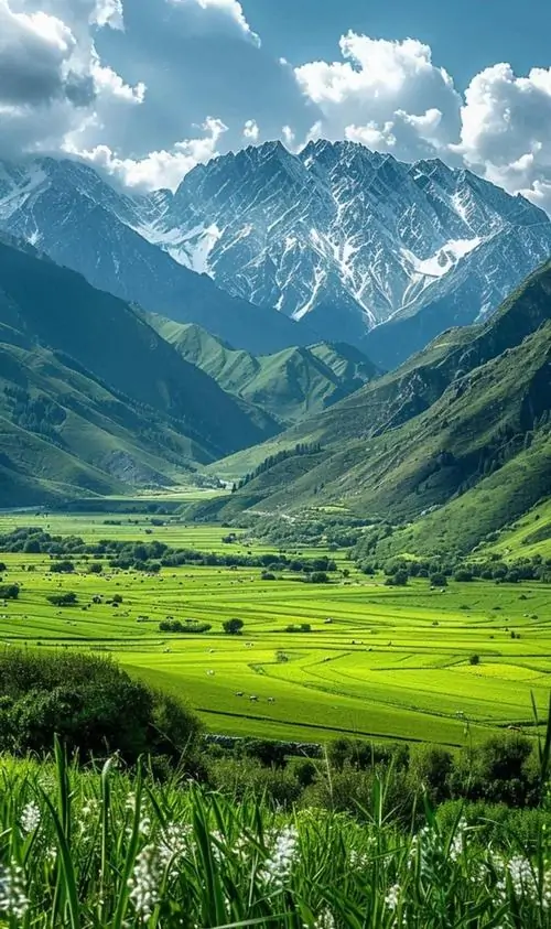 Biển mây tràn qua rừng tre cao thẳng, các thân tre ướt sương đứng san sát làm ảnh nền thiên nhiên chất lượng cao này gọn khung và có nhịp nhìn rất lạ